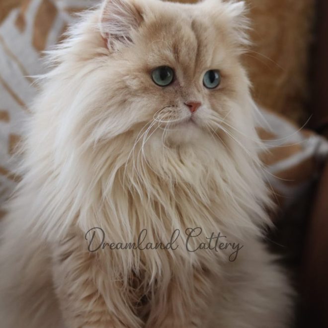 Factors that Shape Cats’ Personality