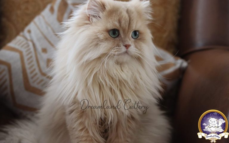 Factors that Shape Cats’ Personality