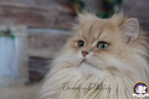 Common Cat Characteristics