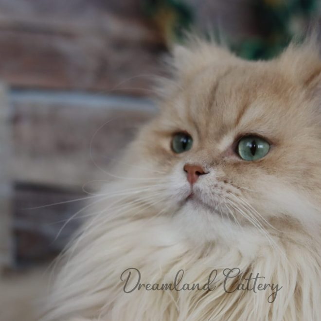 Common Cat Characteristics