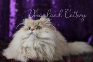 Eternity of Dreamland