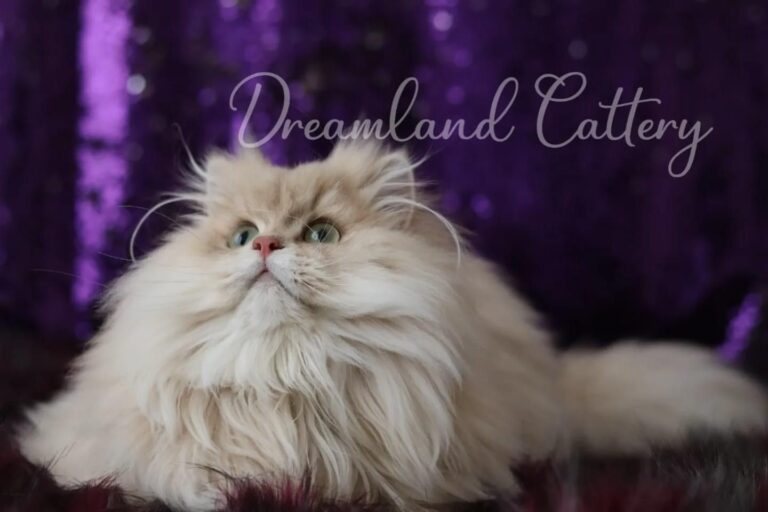 Eternity of Dreamland