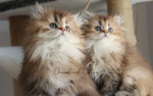 Jacqueline of Dreamland