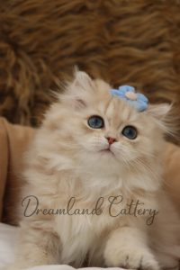 Intense of Dreamland