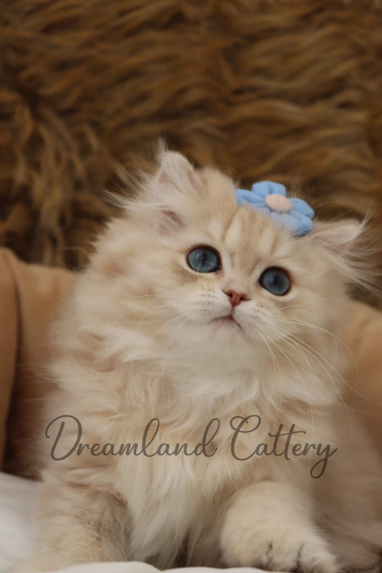 Intense of Dreamland